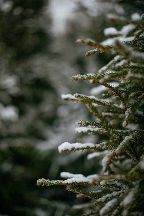 Green Pine Tree Covered With Snow in Close-up Photography