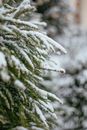 Snow Covered Tree