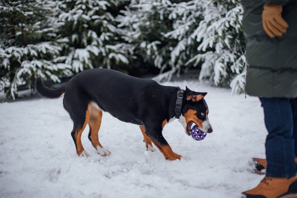 Entlebucher Mountain Dog, photo 2