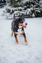 Greater Swiss Mountain Dog Standing in Snow