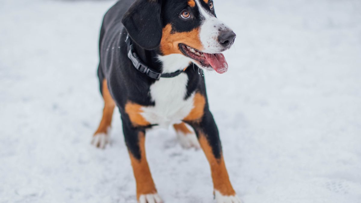 Großer Schweizer Sennenhund mit dreifarbigem Fell im Schnee