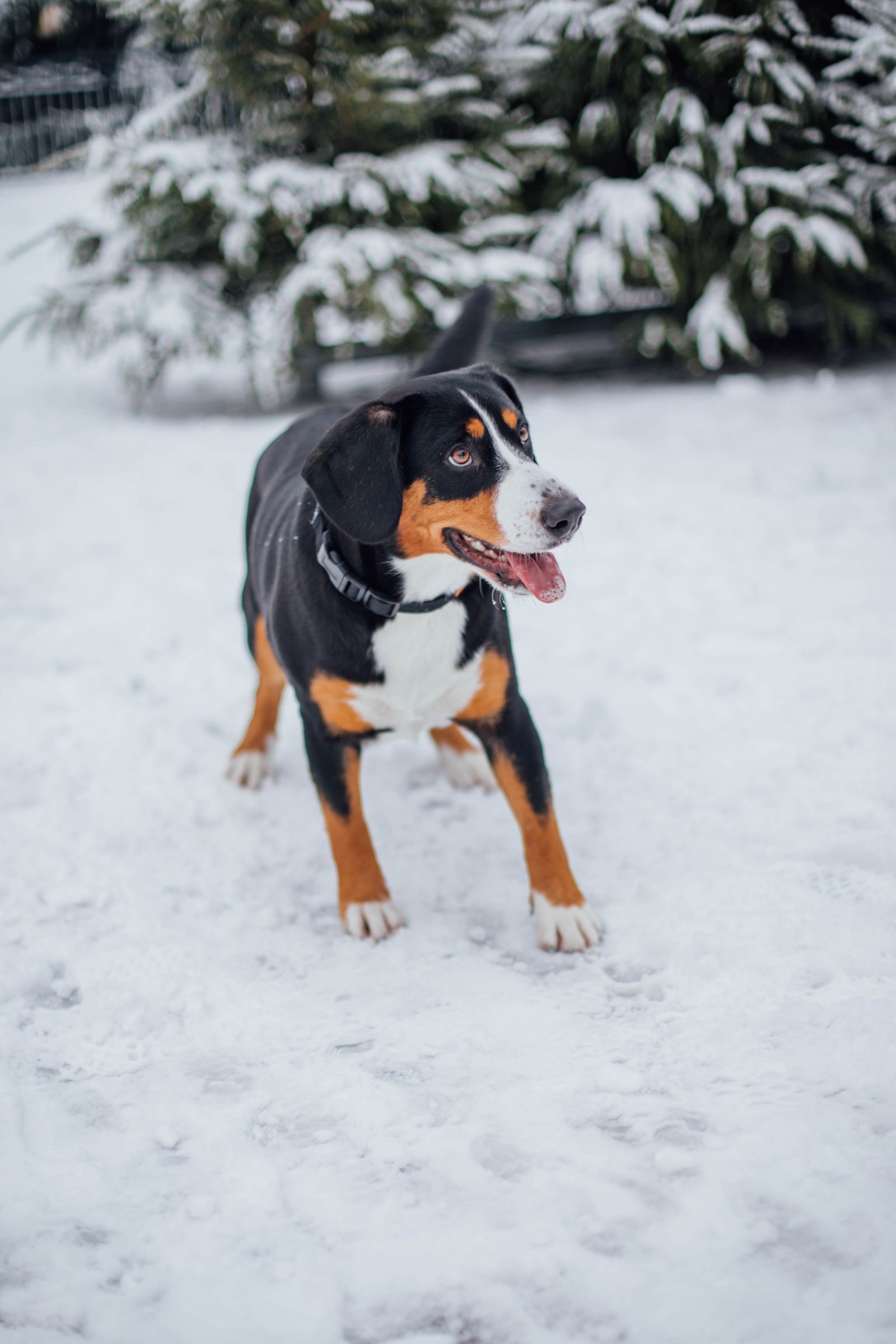 Adult tricolour Greater Swiss Mountain Dog standing in snow, photo on Pexels