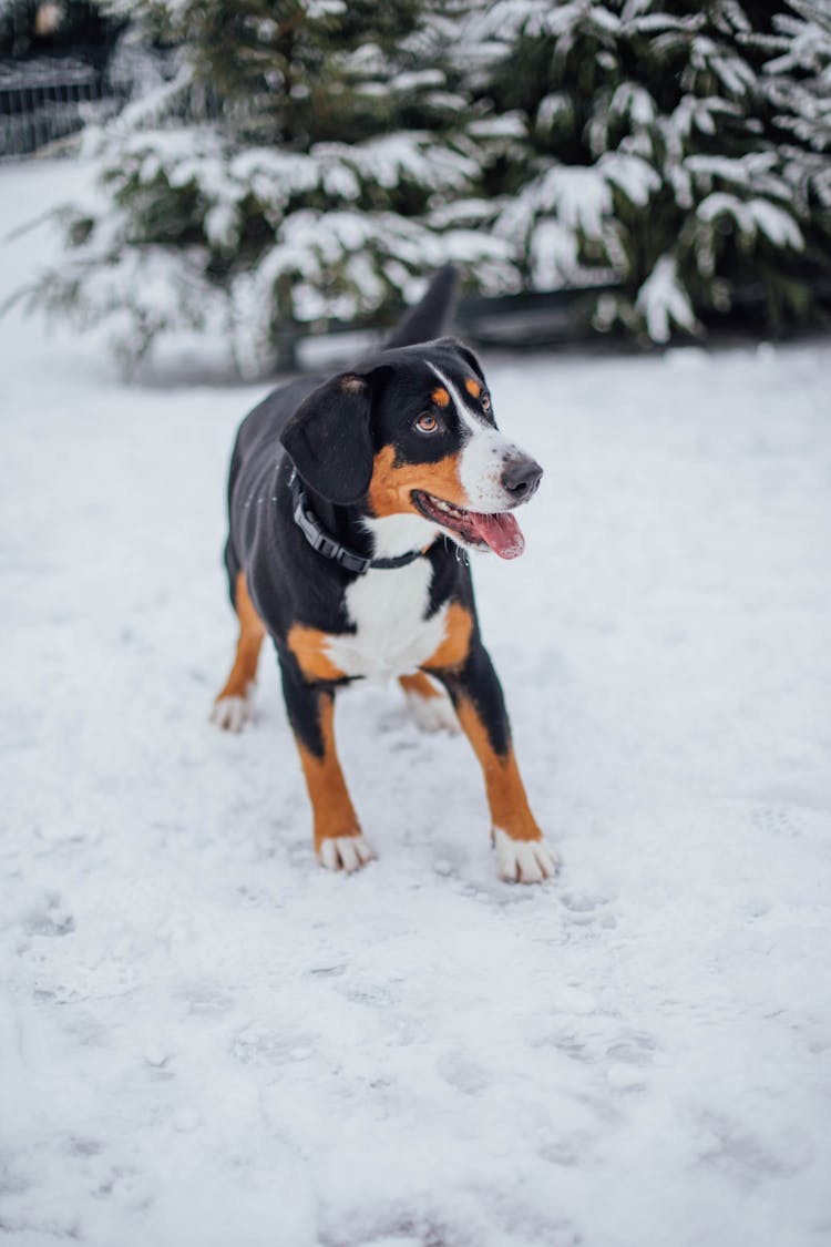 Greater Swiss Mountain Dog Standing In Snow