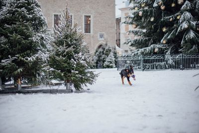 Stor schweizisk sennenhund – hundras