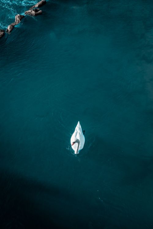 Free Serene aerial shot of a lone white swan swimming gracefully in clear blue waters. Stock Photo