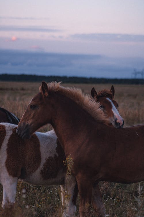 Horses Standing on Grass Field