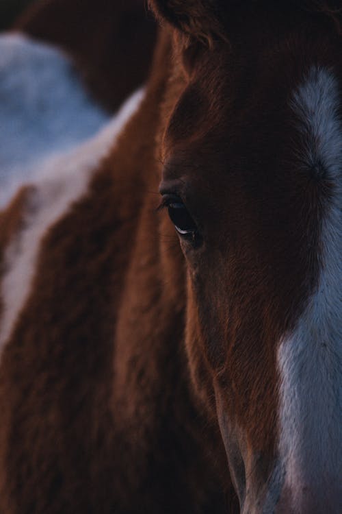 Δωρεάν στοκ φωτογραφιών με άλογο, γκρο πλαν, ζώο Φωτογραφία από στοκ φωτογραφιών