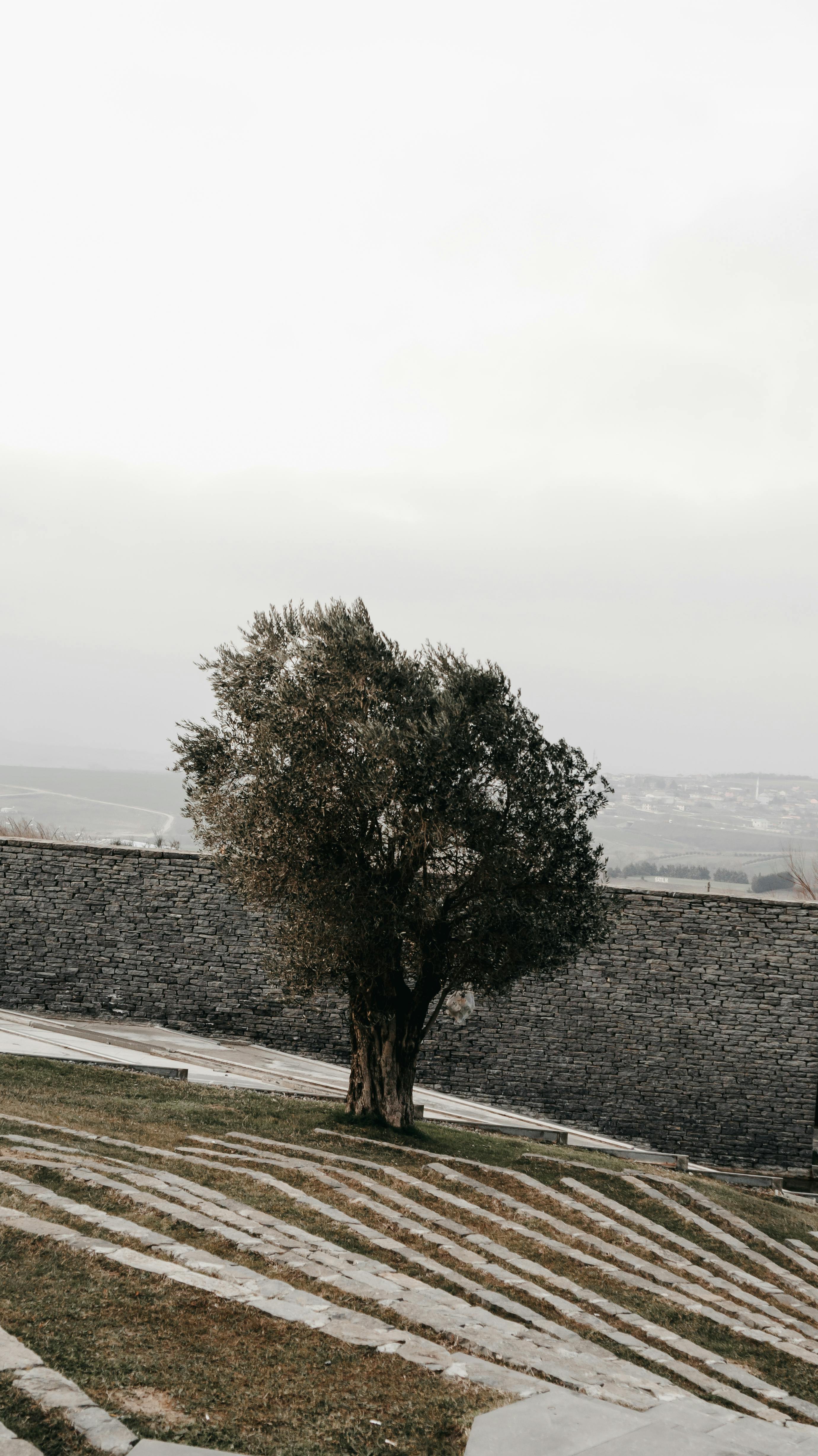 A solitary tree stands against a stone wall in Istanbul, evoking a serene and historic ambiance.