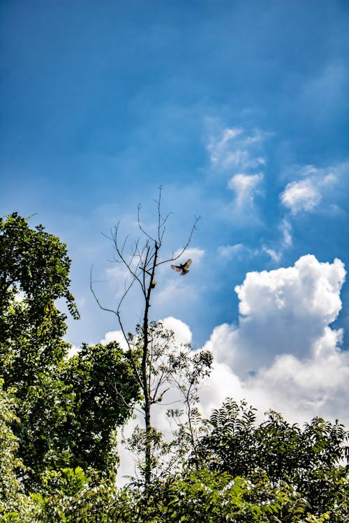 Kostnadsfri bild av blå himmel, fågelflygning, gröna träd