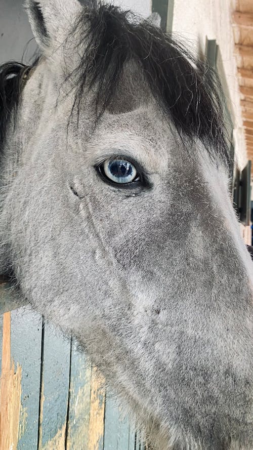 at, at başı, at çiftliği içeren Ücretsiz stok fotoğraf