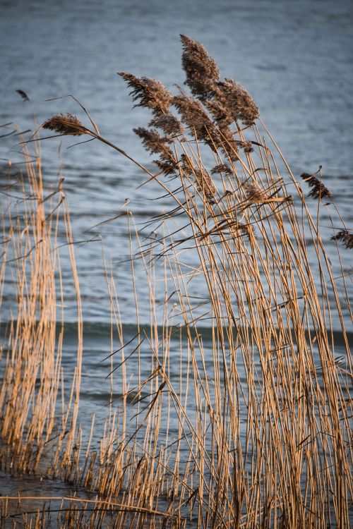 Free Natur Stock Photo