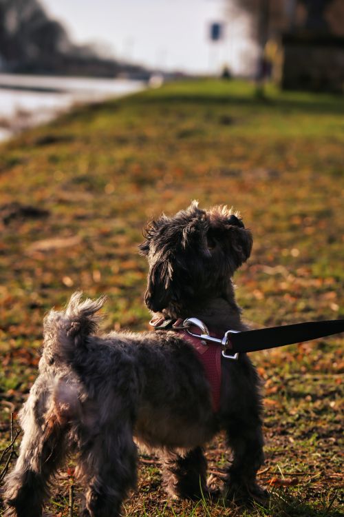 Free Hund Stock Photo