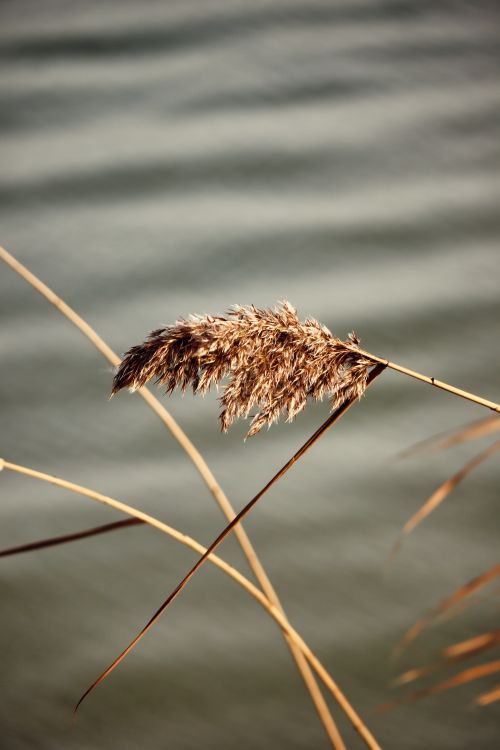 Free Pampas Stock Photo