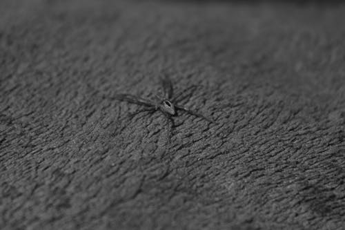 Free stock photo of abstract photo, insect, nature