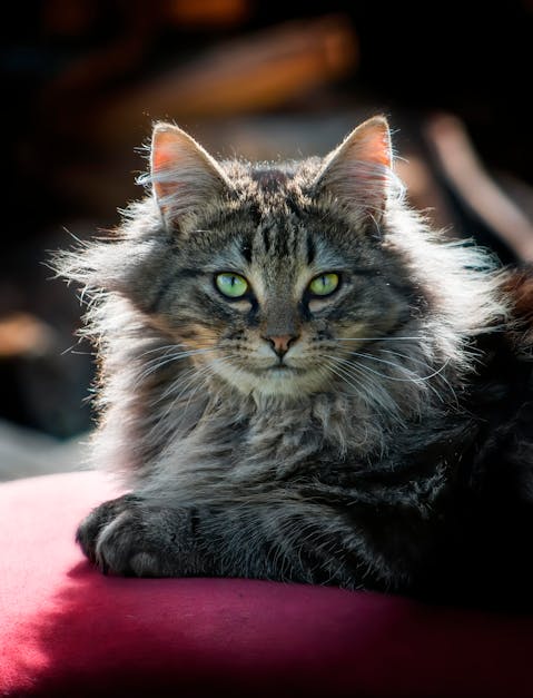 Close-Up Shot of a Domestic Long-Haired Cat · Free Stock Photo