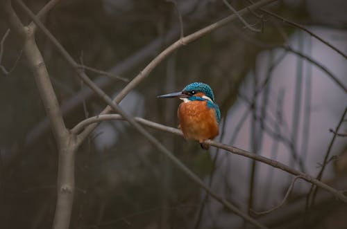 Free Close-Up Shot of a Common Kingfisher Perched on a Tree Branch  Stock Photo