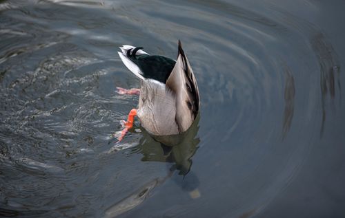 Free A mallard duck dives gracefully in a serene pond in Tallinn, Estonia. Stock Photo