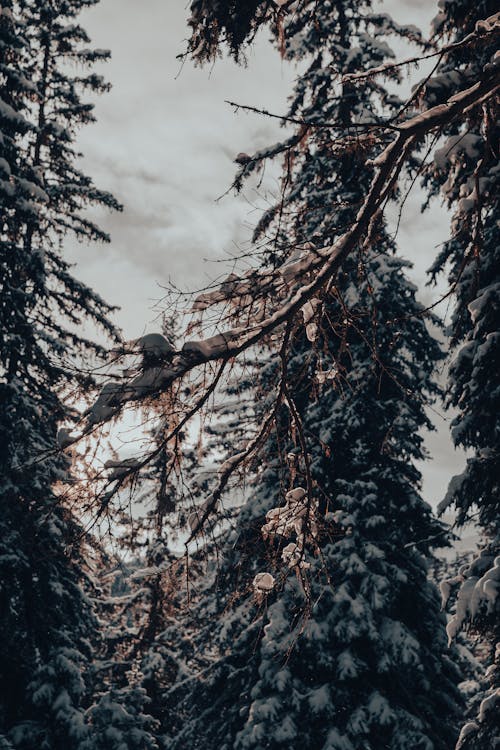 Trees in the Forest during Winter