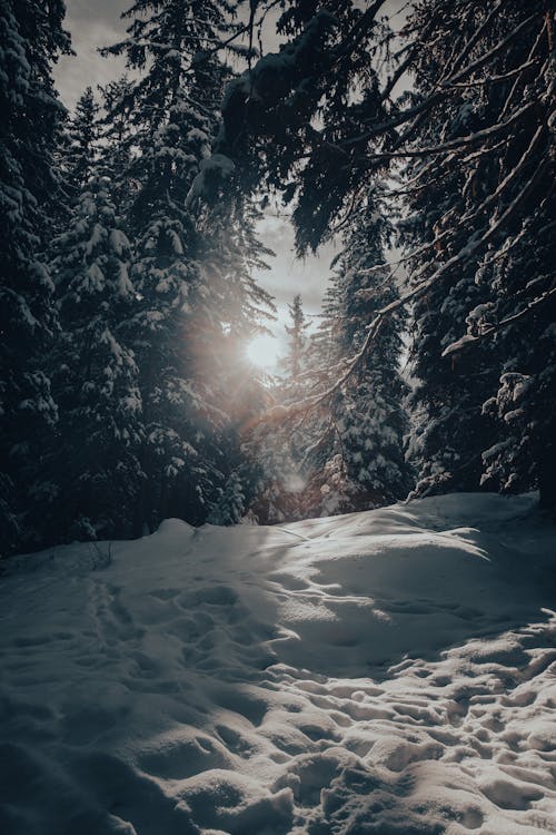 Kostenloses Stock Foto zu bäume, direktes sonnenlicht, schnee