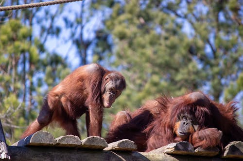 Foto d'estoc gratuïta de animals, fotografia d'animals, mamífers