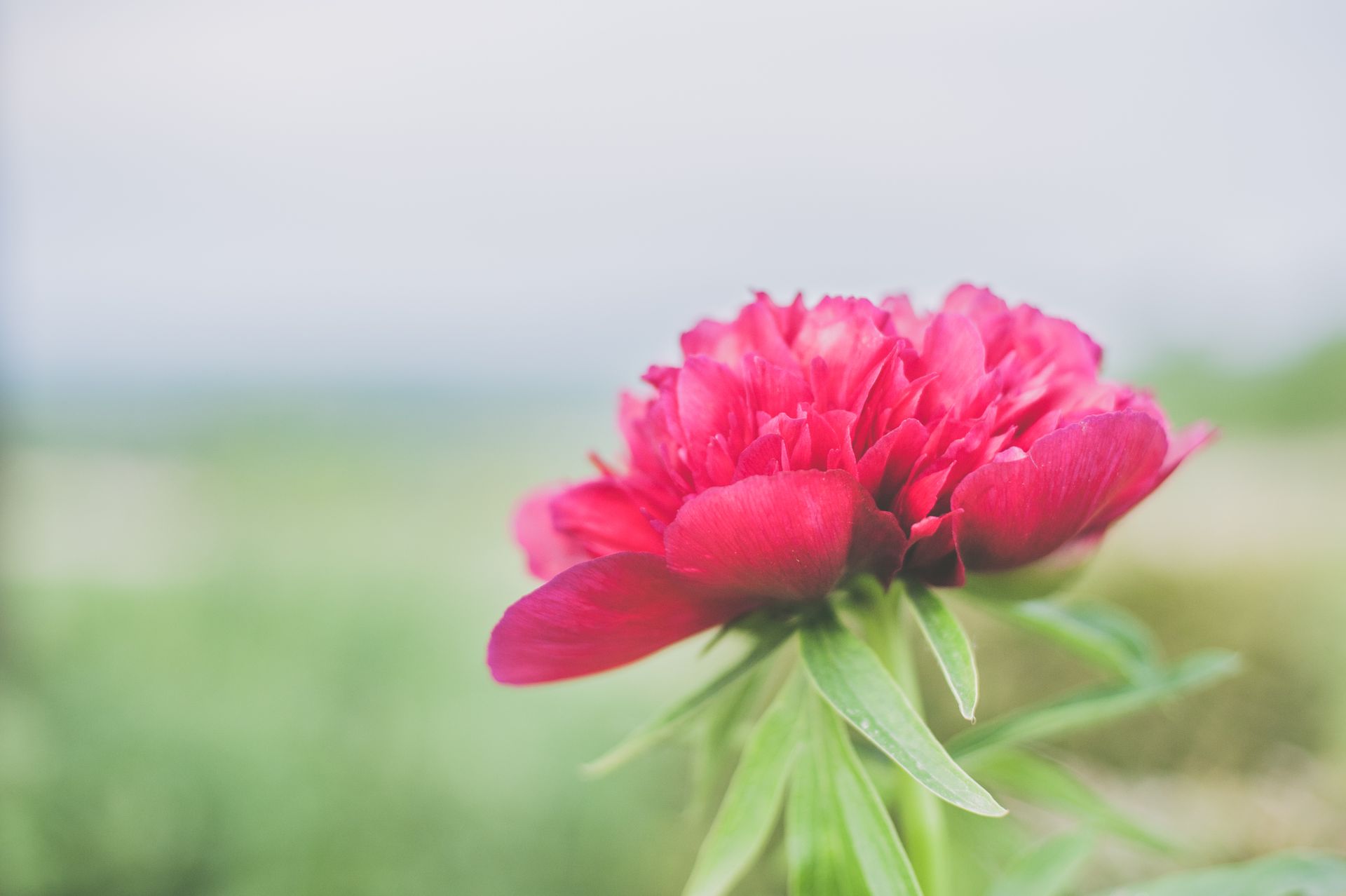 Close-up of a vibrant pink peony flower blooming with blurred background.