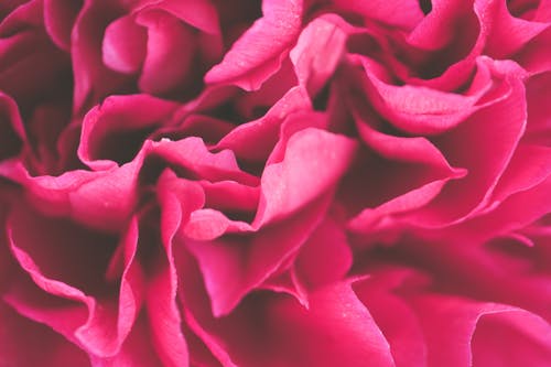 Foto De Close Up De Flores Com Pétalas Cor De Rosa