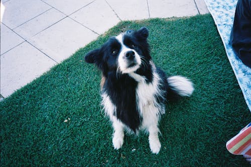 Close-Up Shot of a Border Collie Sitting