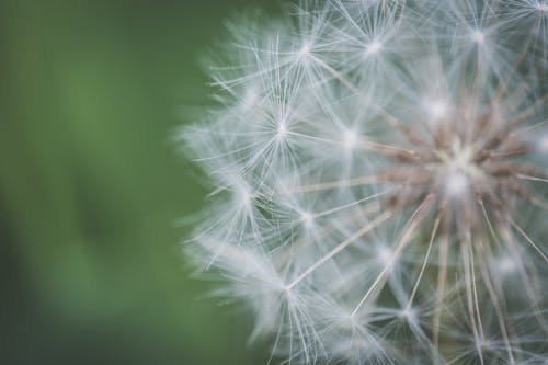 Closeup Photo of White Dandelion