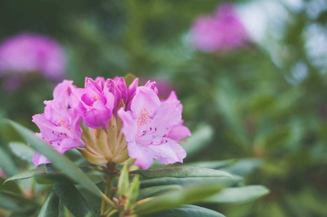 Shallow Focus Photography of Pink Petaled Flowers