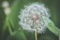 绿色背景下的枸杞子头特写镜头，象征着自然与生长