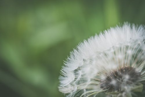 Close Up Photo of White Dandelion