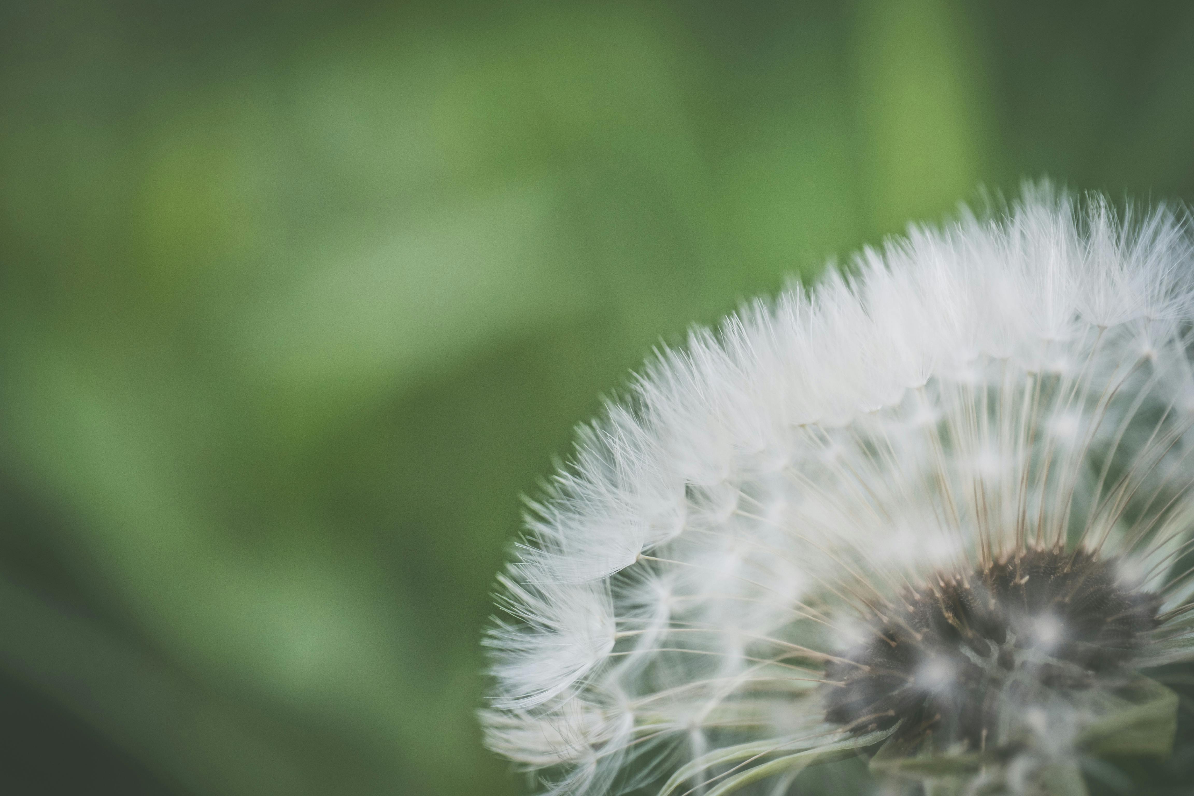 Cari Gambar Bunga Dandelion Cantik 