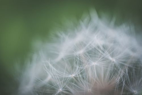 Free Macro shot of delicate dandelion seeds against a blurred green background. Stock Photo