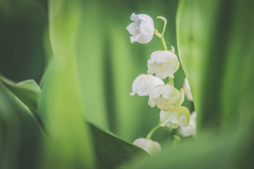 Fotobanka s bezplatnými fotkami na tému biela, exteriéry, farba