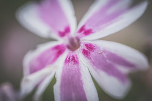 бесплатная Селективная фокусировка фиолетового и белого цветка с лепестками Стоковое фото