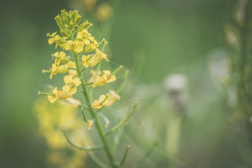 Free Close-up Photo of Yellow Petaled Flower Stock Photo