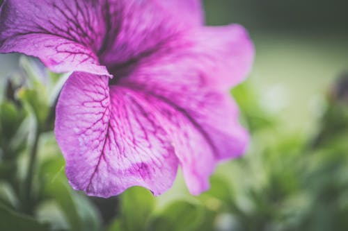 浅い焦点の紫色の花の写真