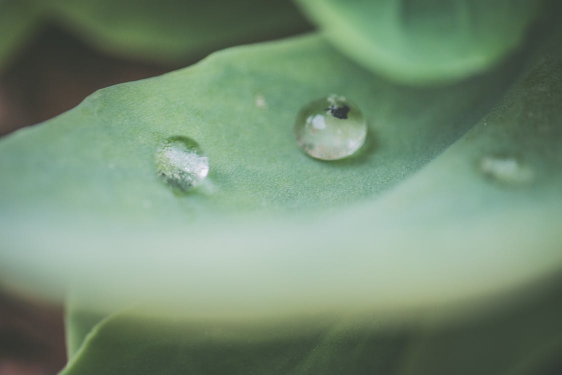 Free Macro Photography of Water Droplet on Green Leaf Stock Photo