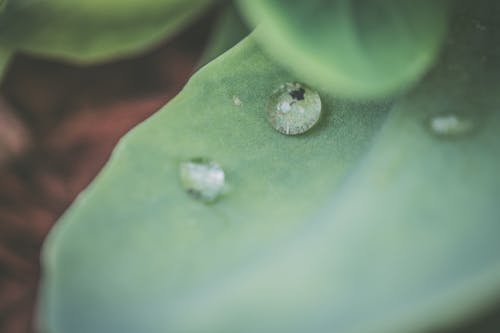 Free Macro Photography on Green Leaf With Dew Drops Stock Photo