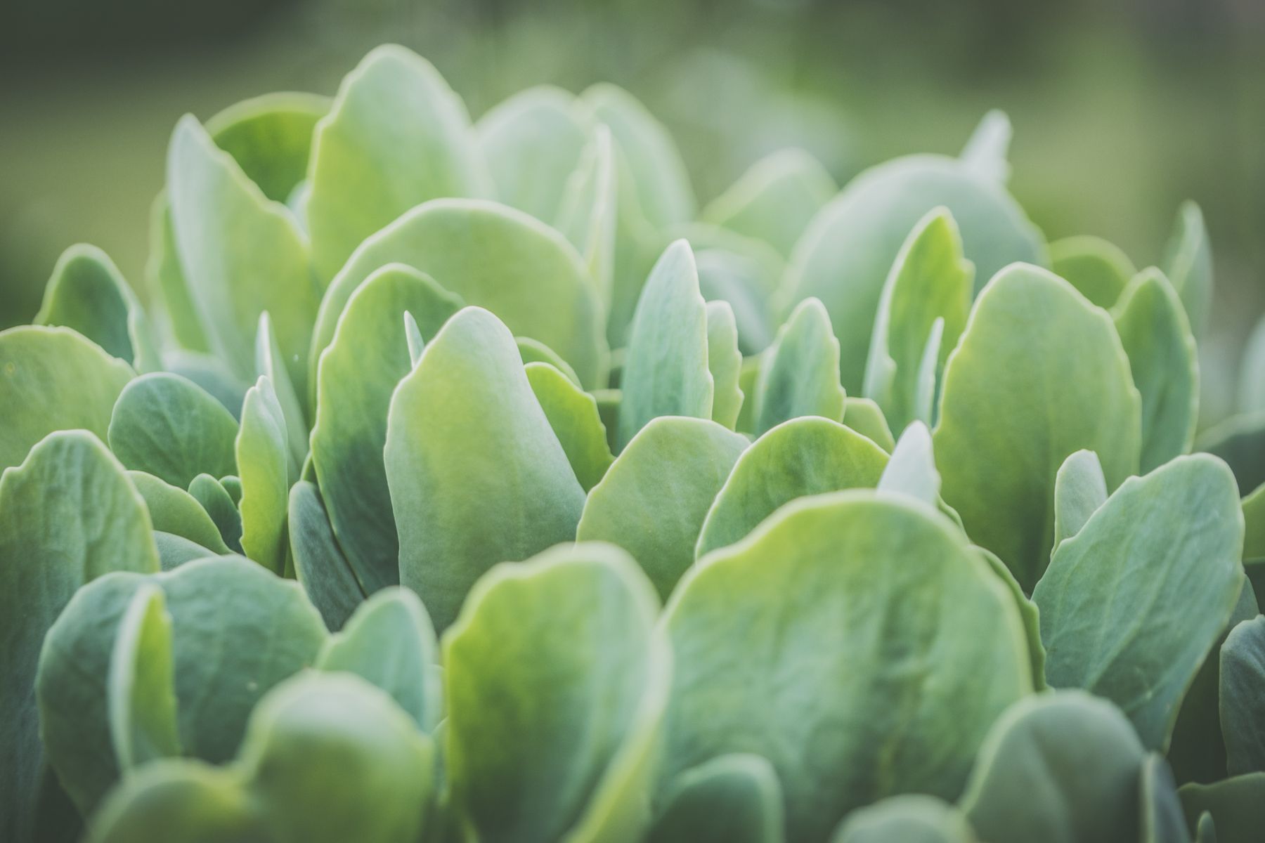 Vibrant green edible plant leaves