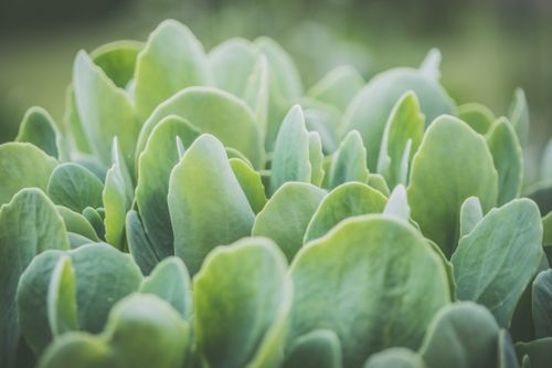 Free Vibrant green plant leaves in close-up showcasing freshness and organic beauty. Stock Photo