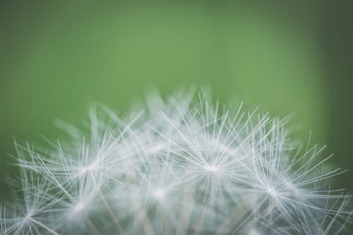 Free Focus Photography of Withered Dandelion Stock Photo