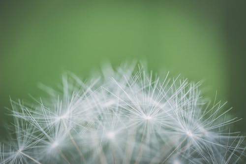 枯れたタンポポの焦点写真