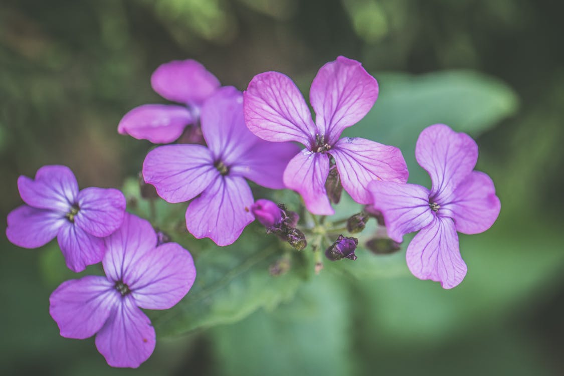 Gratis lagerfoto af blomster, blomstermotiv, blomstrende