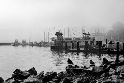 A Grayscale of Boats Docked in a Marina