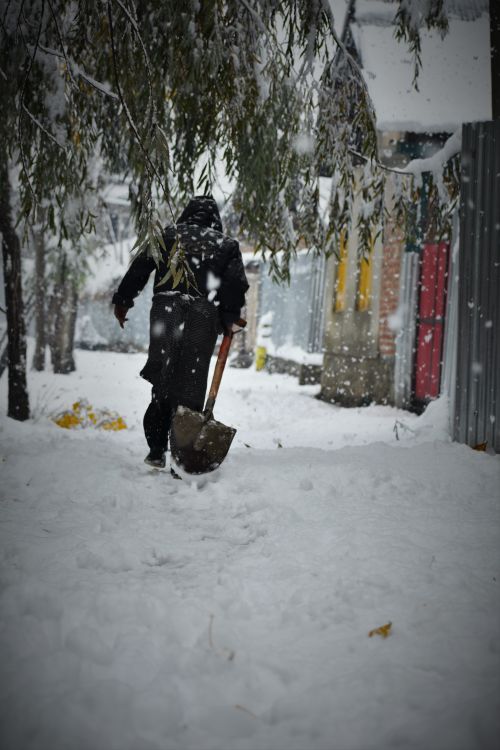 Free A person seen from behind shoveling snow in a snowy, tree-lined street. Stock Photo