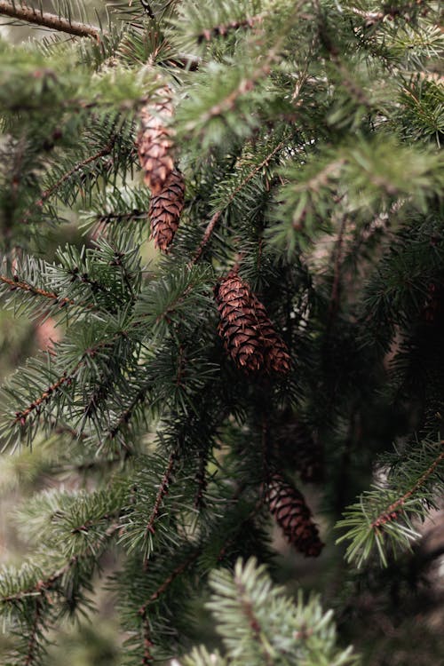 Brown Pine Cones on Green Tree
