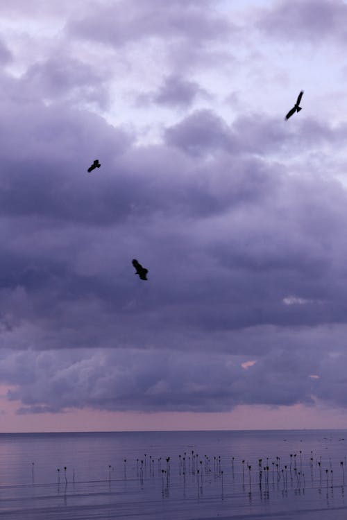 Foto d'estoc gratuïta de cel ennuvolat, cos d'aigua, fotografia d'aus