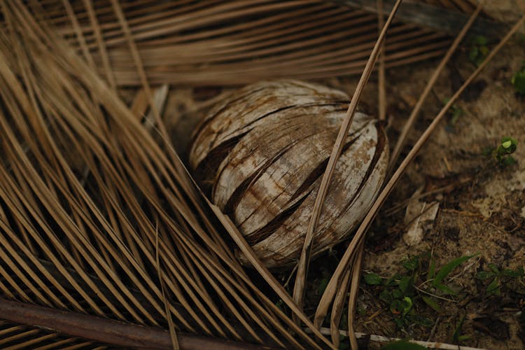 Brown Coconut Fruit On The Ground