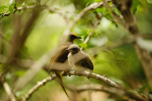 Free A pair of birds perched on branches amidst lush green foliage, showcasing their natural habitat. Stock Photo